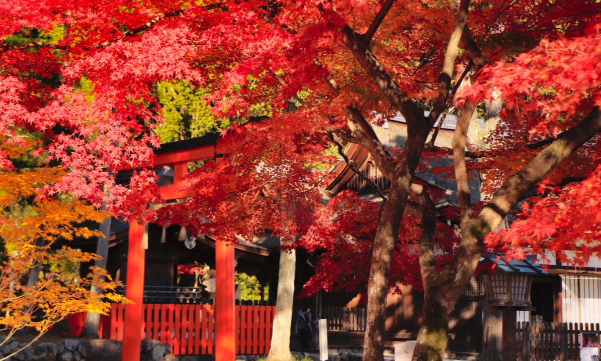 上賀茂神社　紅葉